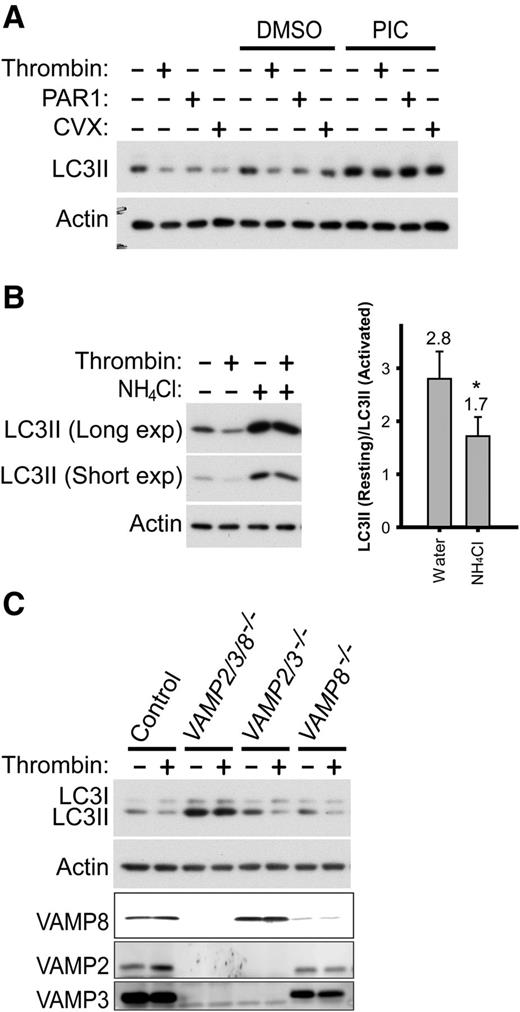 Figure 4. Agonist-induced LC3II reduction involves autolysosomal proteolysis. (A) Western blot analysis of LC3II changes in response to agonists in banked human platelets pretreated with a PIC. Platelets were incubated with the PIC for 60 minutes before 30-minute agonist stimulation with thrombin (0.1 U/mL), PAR1 peptide (100 µM), and CVX (0.1 µg/mL), respectively. The images shown are representative of at least 3 independent experiments. (B) Western blot analysis of LC3II in thrombin-stimulated (0.1 U/mL, 30 minutes) mouse platelets after preincubation with NH4Cl (20 mM, 2 hours). The images shown are representative of 4 independent experiments. *P < .05. (C) Western blot analysis of LC3II in thrombin-stimulated (0.1 U/mL, 30 minutes) platelets isolated from mice lacking VAMP2, VAMP3, and/or VAMP8, and from wild-type control mice. The images shown are representative of 2 independent experiments.