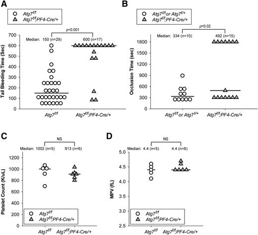 Figure 6. Megakaryocyte- and platelet-specific Atg7 deletion causes impaired hemostasis and thrombus formation without thrombocytopenia. (A) Tail-bleeding time measurements taken from Atg7f/f (○) and Atg7f/f;PF4-Cre/+ (filled gray triangles) mice. (B) Occlusion time measurements taken from Atg7f/f (○) and Atg7f/f;PF4-Cre/+ (filled gray triangles) mice in the FeCl3 carotid injury model of thrombosis. For A and B, each data point represents an individual mouse, with the horizontal line marking the median. Statistical significance was evaluated with the log-rank test using SigmaPlot12 software. (C) Platelet counts and (D) mean platelet volumes from Atg7f/f (○) and Atg7f/f;PF4-Cre/+ (filled gray triangles) mice. For C and D, statistical significance was evaluated with the Student t test. NS, not significant.