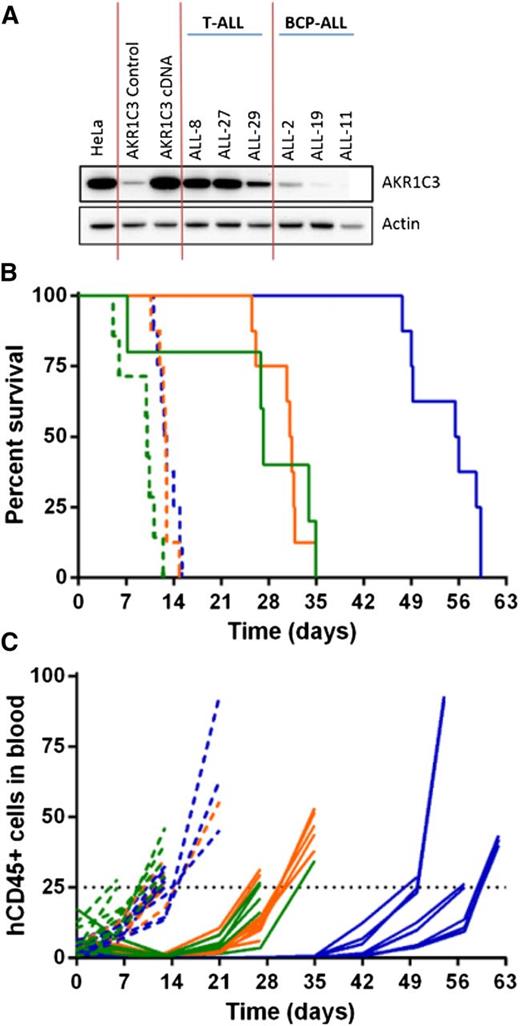 Figure 4. In vivo response to PR-104 in an AKR1C3-overexpressing BCP-ALL xenograft. AKR1C3 cDNA was transduced into ALL-11 (BCP-ALL) resulting in higher levels of AKR1C3 protein expression, comparable to levels observed in T-ALL xenografts (A). These cells were then engrafted into NSG mice, and when the proportion of hCD45 cells in the PB reached 1%, mice were treated with PR-104 at 200 mg/kg for 2 weeks. (B) Kaplan-Meier plot shows the event-free survival of mice treated with PR-104 (solid lines) and engrafted with either the AKR1C3 cDNA (blue), the empty vector (orange), or the untransduced xenograft (green). PR-104 treatment significantly increased survival of AKR1C3 overexpressing mice compared with empty vector (Mantel-Cox analysis, P < .0001) Vehicle-treated mice appear in the broken lines. (C) Engraftment was monitored by the proportion of hCD45 cells in the PB of each mouse, and an event was recorded when it reached 25%.