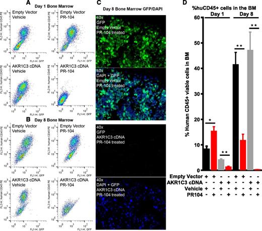 Figure 5. Bone marrow infiltration of ALL-11 engrafted mice at day 1 and day 8. Bone marrow infiltration of mice engrafted with ALL-11 empty vector or AKR1C3 cDNA, both of which have GFP reporters. Samples were harvested 24 hours after the first dose of PR-104 (day 1, A) or 24 hours after the second dose of PR-104 (day 8, B) and cells were run on flow cytometry to determine the presence of GFP+ and hCD45+ cell populations. (C) Immunofluorescence for GFP in the bone marrow of PR-104–treated mice at day 8 shows absence of the GFP reporter in mice inoculated with cells transduced with AKR1C3 cDNA compared with empty vector. (D) Quantitative data showing the percentage of hCD45+ cells in n = 8 femurs. Data represent the mean ± SEM. *P < .01; **P ≤ .0005 by unpaired Student t test with Welch correction.