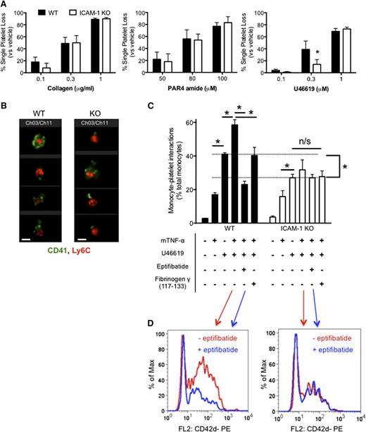 Figure 5. Phenotypic analysis of ICAM-1 KO mice and role in platelet-monocyte interaction. Platelet reactivity in blood from ICAM-1 KO, compared with WT mice, were no different following (A) collagen or PAR4 amide stimulation, but were significantly inhibited in response to 0.3 μM U46619 (n = 6 for all). (B) Flow cytometric imaging (×60 objective) of samples stimulated by U46619 (0.3 μM) revealed a potential difference in platelet (green) monocyte (red) interactions. Scale bars represent 7 μm. (C) Quantitation of these interactions identified significantly more platelet-monocyte interactions upon U46619 stimulation in WT mice compared with ICAM-1 KO mice. In WT mice, this interaction was exaggerated when blood was prestimulated with mTNF-α but reversed when performed in the additional presence of eptifibatide or the fibrinogen peptide γ-117-133. The level of interaction in ICAM-1 KO mice remained constant through all conditions (n = 3 for all). (D) Corresponding representative histograms of platelet (CD42d-PE) binding of the Ly6C (monocyte)-positive population in WT (left) and KO (right) mice in absence (red) and presence (blue) of eptifibatide. Data presented as mean ± SEM, *P < .05 by 2-way ANOVA.