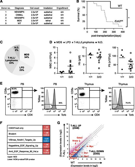 Figure 2. Serial transplantation of Ezh2Δ/Δ hematopoietic cells caused heterogeneous hematologic malignancies. (A) Summary of secondary transplantation. A total of 2.5 × 106 BM cells from MDS and MDS/MPN mice ∼10 months after the deletion of Ezh2 were transplanted into secondary recipients irradiated at a lethal (8.5 Gy) or sublethal (6.5 Gy) dose. The engraftment status is indicated. (B) A Kaplan-Meier survival curve of WT (n = 4) and Ezh2Δ/Δ (n = 12) mice in secondary transplantation. Four recipient mice, which developed CD45.1+ T-ALL of a host cell origin, were excluded. *P < .05. Statistical significance was measured by log-rank test. (C) A pie graph showing the types of hematologic malignancies observed in Ezh2Δ/Δ mice (n = 12) in the secondary transplantation. Four recipient mice, which developed CD45.1+ T-ALL of a host cell origin, were excluded. (D) PB cell counts of moribund mice and those surviving at 370 days after secondary transplantation. WBC, Hb, and Plt counts in the PB of Ezh2Δ/Δ MDS, LPD, and T-ALL/lymphoma mice are plotted as dots and the mean values are indicated as bars. (E) Flow cytometric profiles of donor-derived CD45.2+ T-ALL/lymphoma cells in the PB and thymus obtained from representative mice with T-ALL/lymphoma (11F8_004, supplemental Table 2) at 52 weeks posttransplantation. Unstained cells served as a control for Tcrβ staining. (F) Gene expression profiling of Ezh2Δ/Δ T-ALL cells. RNA sequence was performed using Ezh2Δ/Δ BM CD8+ T-ALL cells obtained from a Ezh2Δ/Δ mouse with T-ALL and WT BM CD8+ T cells. GSEA was performed using the RNA-sequence data and GSEA plots are shown. The NES, NOM P value, and FDR q value are indicated. (G) Scatter diagrams showing RNA-sequence data. The signal levels of RefSeq genes (RPKM + 1 in log2) in Ezh2Δ/Δ BM CD8+ T-ALL cells and WT BM CD8+ T cells are plotted. The light gray lines represent the boundaries for twofold increase and twofold decrease, respectively. The number of genes upregulated and downregulated more than twofold in Ezh2Δ/Δ T-ALL cells compared with WT cells are indicated. The representative direct target genes of Notch1 are shown as red dots. FDR, false discovery rate; NES, normalized enrichment score; NOM, nominal.
