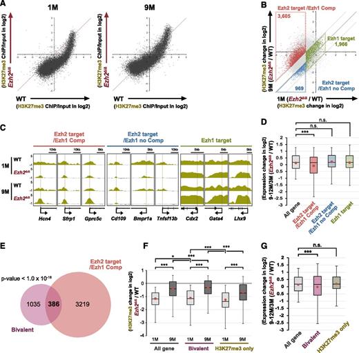 Figure 4. Restoration of H3K27me3 levels at part of Ezh2 target gene promoters in Ezh2Δ/Δ HSPCs. (A) Scatter plots showing the correlation of the fold enrichment values (ChIP/input) (transcription start site ± 2.0 kb) of H3K27me3 against the input signals of RefSeq genes between WT and Ezh2Δ/Δ LSK cells from WT and Ezh2Δ/Δ mice at 1 and 9 months postdeletion of Ezh2. (B) A scatter plot showing the correlation of H3K27me3 levels in Ezh2Δ/Δ LSK cells against WT LSK cells (Ezh2Δ/Δ/WT) between 1 and 9 months postdeletion of Ezh2. The diagonal light gray lines represent the boundaries for twofold increase and twofold decrease, respectively. The vertical line represents the boundary for twofold reduction in fold enrichment of H3K27me3 in Ezh2Δ/Δ LSK cells at 1 month postdeletion of Ezh2. The genes with ChIP signals >1 over the input signals were categorized depending on the changes in H3K27me3 levels at 1 and 9 months postdeletion of Ezh2. The genes that lost H3K27me3 levels at least twofold at 1 month postdeletion of Ezh2 were defined as “Ezh2 targets.” Among these, the genes that gained H3K27me3 levels at least twofold at 9 months compared with 1 month postdeletion of Ezh2 were defined as “Ezh2 target/Ezh1 Comp.” In contrast, the genes that did not gain H3K27me3 levels were defined as “Ezh2 target/Ezh1 no Comp.” The genes that did not lose H3K27me3 levels twofold at 1 month postdeletion of Ezh2 and did not show any significant changes thereafter were defined as “Ezh1 target genes.” Each category was boxed. (C) Visualization of ChIP-sequence data of H3K27me3 levels of representative genes that belong to the indicated categories defined in panel A in WT and Ezh2Δ/Δ LSK cells at 1 and 9 months postdeletion of Ezh2 using the Integrative Genomics Viewer (IGV). Schematic diagrams of these gene loci indicate their genomic structures. Exons and untranslated regions are demarcated by large and small black boxes, respectively. (D) Box-and-whisker plots showing the expression changes of indicated genes in Ezh2Δ/Δ LSK cells relative to WT LSK cells (Ezh2Δ/Δ/WT) at 9 to 12 months compared with 3 months postdeletion of Ezh2. Boxes represent 25 to 75 percentile ranges. Vertical lines represent 10 to 90 percentile ranges. Horizontal bars represent median. Mean values are indicated by red dots. Microarray data in Figure 3 were applied to this analysis. ***P < .001 (Student t test). (E) Venn diagram showing the overlap between Ezh2 target/Ezh1 Comp genes in panel B and bivalent genes. P < 1.0 × 10−16. (F) Box-and-whisker plots showing the changes in H3K27me3 levels of indicated genes in Ezh2Δ/Δ LSK cells relative to WT LSK cells (Ezh2Δ/Δ/WT) at 1 and 9 months postdeletion of Ezh2. Mean values are indicated by red dots. *P < .05, ***P < .001 (Student t test). (G) Box-and-whisker plots showing the expression changes of indicated genes in Ezh2Δ/Δ LSK cells relative to WT LSK cells (Ezh2Δ/Δ/WT) at 9 to 12 months compared with 3 months postdeletion of Ezh2. Mean values are indicated by red dots. Microarray data in Figure 3 was applied to this analysis. ***P < .001 (Student t test). ns, not significant.