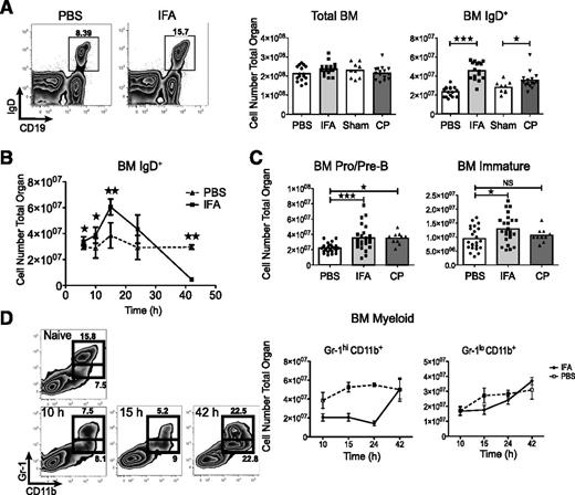 Figure 1. During systemic inflammation B cells accumulate in the bone marrow prior to full onset of emergency granulopoiesis. (A) Representative flow plots and IgD+ bone marrow cell numbers following IFA and lethal dose90 cecal puncture as compared with PBS or sham mice. Data are pooled from 3 independent experiments and each point indicates an individual mouse. The bar represents the population mean. (B) IgD+ cell numbers plotted over time. The experiment was repeated twice, n = 5 at each time point and error bars are SD. (C) Immature B cells (CD19+IgD−IgM+CD93+), and pro-/pre-B (CD19+IgD−IgM−CD93+) were enumerated. Data are pooled from 4 (IFA) or 2 independent experiments (cecal puncture). (D). Granulocyte progenitors and mature neutrophils were followed in a time course. The experiment was repeated twice, n = 5 at each time point and error bars are SD. ★P ≤ .05; ★★P ≤ .01; ★★★P ≤ .001 by unpaired Student t test, or 1-way ANOVA and Dunnett post test.