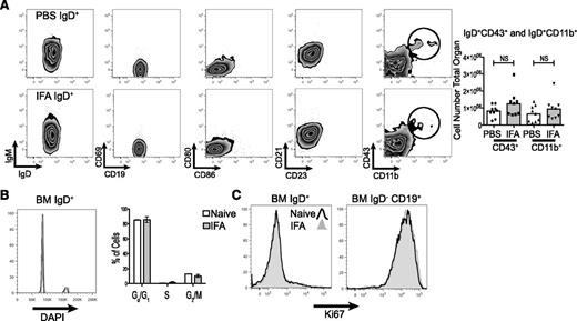 Figure 2. The expanded IgD+ population is composed mostly of naive, nonproliferating, B-2 lineage cells. (A) The cellular phenotype of bone marrow IgD+ cells was determined by flow cytometry 12 hours following IFA injection. Representative flow plots are shown. CD11b+ and CD43+ cells were enumerated across 2 independent experiments. (B) Fixed and permeablized bone marrow cells were stained with DAPI and B-cell makers to analyze cell cycle. Shown is a representative histogram comparing naive and IFA mice at 12 hours. The percentage of IgD+ cells in each cell cycle phase was tabulated and is graphed, n = 5 in each group and error bars are SEM. (C) Bone marrow populations were stained for intracellular Ki67. A representative histogram for IgD+ and progenitor populations is shown. The experiment was repeated twice.
