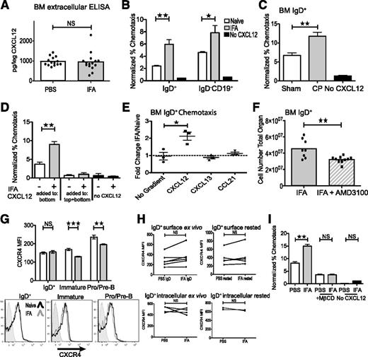 Figure 4. Inflammation enhances B-cell sensitivity to CXCL12. (A) CXCL12 was measured in bone marrow extracellular fluid from 1 femur and tibia. Data are pooled from 3 experiments. (B-C) Twelve hours after challenging mice with IFA or cecal puncture, total bone marrow pooled from 3 mice was plated in a transwell to measure migration toward CXCL12. Data are representative of 3 independent experiments. (D) Chemokinetic potential was examined by adding CXCL12 in equal concentrations to both the transwell top and bottom chambers. Graph is representative of 2 independent experiments. (E) Chemotaxis assays for CXCL13 and CCL21 as compared with CXCL12. Each point represents the mean fold change in chemotaxis for an independent experiment. (F) IFA-treated mice were injected IP with 1 mg/kg AMD3100 1 hour prior to analysis. Data are pooled from 2 experiments. (G-H) B-cell expression level of CXCR4 was determined by flow cytometry measurement of median fluorescence intensity. (G) Error bars indicate standard error of the mean (SEM) and graph is a representative experiment, where n = 5. (H) Each point and connected line is the median fluorescence intensity (MFI) for a single experiment (n = 3-5 per experiment). (I) Cells were cultured for 1 hour in media containing 2.5 mM methyl-β-cyclodextran. Shown is a representative experiment.