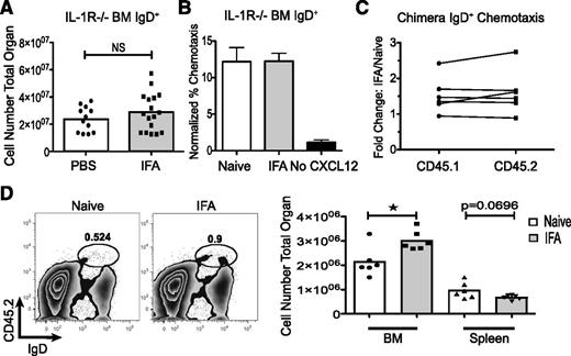 Figure 5. IL-1R is required for B-cell accumulation and CXCL12 responses. (A) Il1r1−/− mice were injected with IFA and analyzed for accumulation of bone marrow IgD+ cells. Data are pooled from 3 experiments. (B) Total bone marrow from 3 Il1r1−/− mice was plated in CXCL12 chemotaxis assay. Data are representative of 3 independent experiments. (C) A mixed chimera was made with wild-type and Il1r1−/− bone marrow. After reconstitution, mice were challenged with IFA and pooled bone marrow plated in a CXCL12 chemotaxis assay. The figure shows the fold change in chemotaxis of IFA over naive for both CD45.1 and CD45.2 cells. Data are from a single experiment with 6 control and 5 IFA-treated mice. (D) CD45.2 IL-1R–deficient B splenic B cells were transferred into CD45.1 recipients immediately prior to administration of IFA. Transferred cells were enumerated 12 hours later. Data are pooled from 2 experiments.