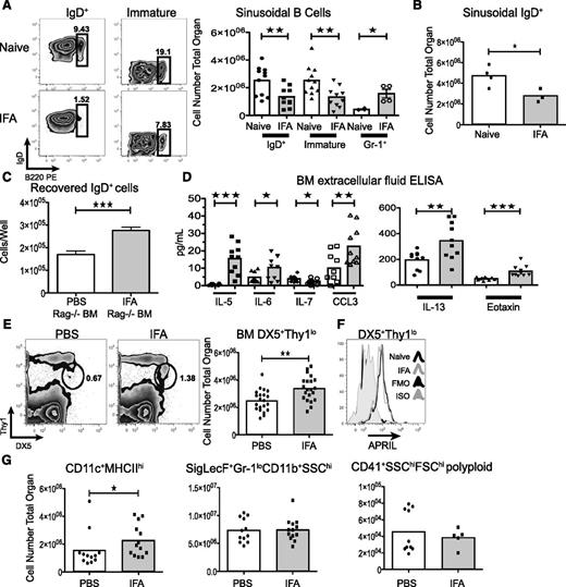 Figure 6. IFA causes reorganization of the bone marrow B-cell environment. (A) The number of sinusoidal B cells and granulocytes was determined by in vivo labeling. Five hundred nanograms of αB220-PE or αLy6G-PE was injected IV 5 minutes prior to euthanizing the mice. Representative flow panels display sinusoidal frequency within gated IgD+ or immature (IgD-IgM+CD19+). Graphed data are pooled from 3 experiments for B cells or a representative experiment for granulocytes. (B) In vivo sinusoid labeling was performed on splenectomized mice. Shown is a representative experiment. (C) Bone marrow from IFA or untreated Rag1−/− mice was plated in equal ratios with CD19+ naive splenocytes for 18 hours with 10 μg/mL LPS. Data are representative of 3 independent experiments. Error bars are SEM. (D) Cytokine levels in the extracellular fluid of the bone marrow were examined with multiplex ELISA. Data are pooled from 2 experiments. The thresholds of detection are: IL-5, 0.7 pg/mL; IL-6, 1.8 pg/mL; IL-7, 0.9 pg/mL; CCL3, 8.3 pg/mL; IL-13, 6.3; Eotaxin, 4.4 pg/mL. (E) Thy1loDX5+ bone marrow cells were enumerated by flow cytometry. Representative flow plots are shown and graphed data are pooled from 4 experiments. (F) April expression was detected by intracellular flow cytometry. (G) CD11c+MHCIIhi, SigLecF+Gr-1loCD11b+SSChi and CD41+SSChiFSChipolyploid (n > 2) cells were enumerated by flow cytometry. Data are pooled from 2 experiments.