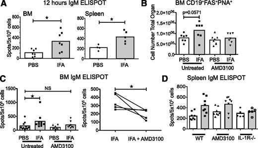 Figure 7. Rapid formation of IgM-secreting cells is coupled to CXCR4-dependent localization in the bone marrow. (A) Twelve hours following IFA injection total bone marrow or spleen was assayed for IgM secretion by ELISPOT. Data are pooled from 2 experiments. (B) Four hours after IFA + LPS treatment, mice were injected i.p. with 1 mg/kg AMD3100. On day 2, PNA+FAS+ bone marrow B cells were enumerated by flow cytometry. Data are pooled from 2 experiments. (C) Total bone marrow from mice treated with AMD3100 as in panel B was plated in an IgM ELISPOT. Data are pooled from 3 experiments and significance determined by 1-way ANOVA and Dunnett post test (left panel). The mean spot count for 5 independent experiments is graphed (right panel) comparing IFA-treated mice with IFA + AMD3100. Each point and connecting line represents an individual experiment. (D) Spleens from the experiments shown in panel C, as well as IL-1R−/− mice were plated in an IgM ELISPOT.