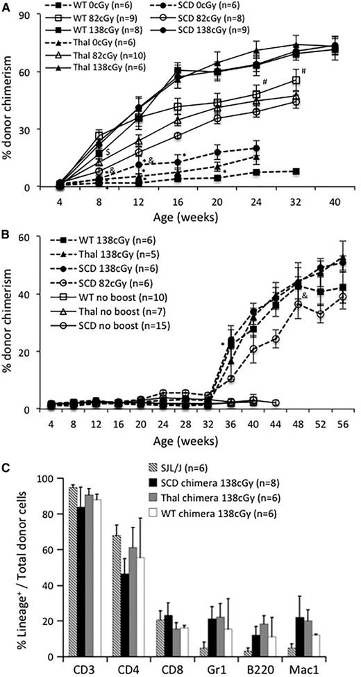 Figure 2. Enhancement of engraftment by a nonmyeloablative postnatal “boosting” regimen in recipients of IUHCT. Chimeric SCD, Thal, and B6 WT mice were boosted at (A) 4 weeks or (B) 32 weeks of age following conditioning with one of 3 doses of irradiation (138 cGy, 82 cGy, and 0 cGy). Engraftment levels of control chimeric SCD, Thal, and WT mice that did not receive a “booster” transplant are included in (B) for comparison. Error bars in (A) and (B) are expressed as SEM. Levels of chimerism within each group (WT, Thal, and SCD) are statistically different (P < .05) following boosting compared with the nonboosted control at that time point, with the exception of the points marked *. Levels of chimerism were statistically different between each irradiation dose within each group (WT, Thal, and SCD) at the indicated time point with the exception of the points marked # (WT, 82 cGy vs 138 cGy), $ (Thal, 82 cGy vs 138 cGy), and & (SCD, 4 weeks, 0 cGy vs 82 cGy; 32 weeks, 82 cGy vs 138 cGy). (C) PB was assessed for multilineage donor-cell engraftment at 28 weeks of age in naïve SJL/J donor mice and chimeric SCD, Thal, and WT mice following postnatal “booster” transplants with 138 cGy conditioning at 4 weeks of age.