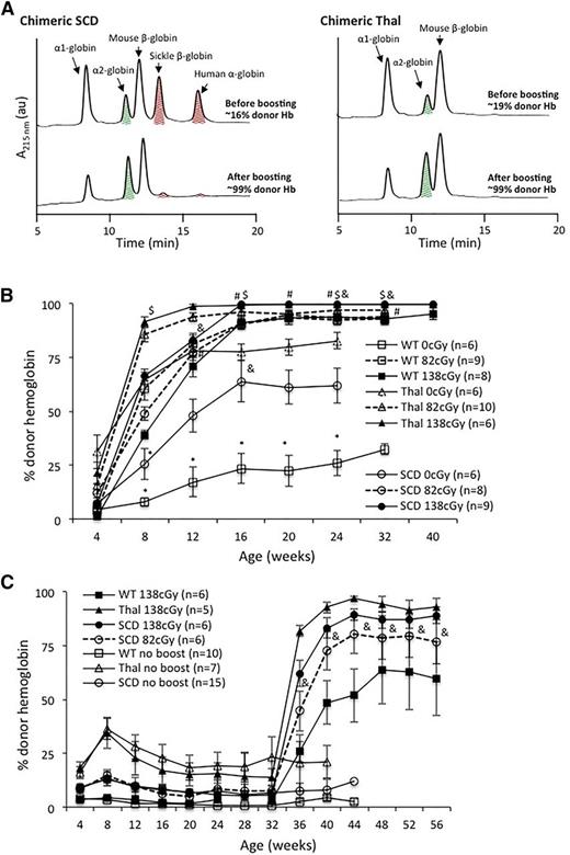Figure 3. Long-term high expression of donor Hb following nonmyeloablative postnatal “booster” transplants in chimeric hemoglobinopathy mice. (A) Representive HPLC data, with donor Hb represented by the α2-globin level (green, cross-hatched peak), from chimeric SCD (left) and Thal (right) mice after postnatal boosting following 138 cGy TBI. Donor Hb expression in chimeric mice following IUHCT + boost at (B) 4 or (C) 32 weeks of age was assessed by HPLC. Donor Hb levels within each group (WT, Thal, and SCD) are statistically different (P < .05) following boosting compared with the nonboosted control at that time point with the exception of the points marked *. Donor Hb levels were statistically different at all time points following boosting within each group (WT, Thal, and SCD) between 0 cGy vs 138 cGy, and were statistically different when comparing levels at two sequential irradiation doses (ie, 0 cGy vs 82 cGy or 82 cGy vs 138 cGy) with the exception of those marked # (WT), $ (Thal), and & (SCD). Error bars expressed as SEM.
