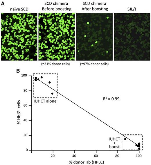 Figure 4. Quantification of ΗbβS+ RBCs in SCD recipients of IUHCT with or without a nonmyeloablative postnatal “booster” transplant. RBCs from naïve SCD mice, chimeric SCD mice following IUHCT, chimeric SCD mice that underwent a postnatal “booster” transplant following conditioning with 138 cGy TBI, and naïve SJL/J mice were stained with a FITC conjugated anti-human ΗbβS antibody. Representative immunofluorescence images demonstrate no staining of RBCs from SJL/J mice, whereas all RBCs from naïve SCD mice demonstrate positive staining. (A) Chimeric SCD mice following IUHCT alone or IUHCT + postnatal “booster” transplant demonstrated progressively less ΗbβS antibody staining, respectively. (B) The degree of anti-HbβS antibody staining in chimeric SCD mice inversely correlated with the percentage of donor Hb noted on HPLC analysis.