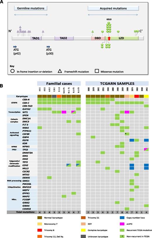 Figure 2. Genetic profiling of familial CEBPA-mutated AML. (A) Distribution of germline and acquired CEBPA mutations in familial AML. Transactivation domain (TAD) 1 amino acids (AA) 70 to 97; p30 start codon (ATG), AA 120; TAD2, AA 126 to 200; DNA-binding domain (DBD), AA 278 to 306; leucine zipper domain (LZD), AA 307 to 358. All germline mutations were localized to the N-terminal, causing a frameshift preceding the internal CEBPA-p30 start codon. Somatic mutations (detailed in supplemental Table 2) clustered in the C-terminal of the gene, with a hotspot located at p.K313. (B) Comparison of mutation profiles between familial and sporadic CEBPA-mutant AML. Mutation profiles are shown for familial and sporadic CEBPA-mutated AML samples (the latter analyzed within TCGA consortium33). All coding genes harboring ≥2 mutations across the 200 sporadic AML exomes and ≥1 mutation in familial or sporadic CEBPA-mutated AML are shown. In general, sporadic CEBPAsm tumors (predominantly with a lone C-terminal mutation) harbored more mutations than primary familial or sporadic CEBPAdm AML. GATA2 and WT1 mutations were most frequently observed in familial AML and were mutually exclusive. In familial AML, WT1 mutations localized to the transcription regulatory N-terminal, contrasting with sporadic CEBPA-mutated samples and previous reports of NK-AML, where WT1 mutations target the C-terminal exons 7 and 9.43 Identical CSF3R (p.T618I) mutations were detected in both familial and sporadic CEBPA-mutated AML, as previously reported in chronic neutrophilic leukemia.44,45 Regions of chromosomal loss and aUPD were identified using WES data in familial AML, and with high-resolution SNP array in TCGA cohort.