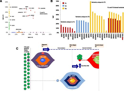 Figure 3. Clonal architecture and evolution of sequential disease episodes. Individual B.I.1 presented with 3 disease episodes (T1-T3), analyzed with WES and deep sequencing. (A) The scatter plot shows WES somatic VAF measurements for T1 and T3. Variants shown in red were shared by T1 and T3, with further evolution of T3 represented by novel clonal (yellow) and subclonal (green) mutations on the vertical axis. Clonal (purple) and subclonal variants (orange and blue) unique to T1 are represented on the horizontal axis. (B) Histogram showing deep sequencing VAF measurements of 28 variants across T1, T2, and T3. T2 was genetically distinct, with no shared variants observed in T1 or T3. In contrast, T1 and T3 shared multiple clonal mutations, with TET2 (p.R571X) representing the only subclonal variant from T1 that was present in T3 (red arrow). (C) The T1 founding clone was characterized by 7q loss with 8 nonsynonymous mutations including CEBPA (p.N281RfsX38) and SMC3 (p.R381Q). The patient received conventional chemotherapy and stem cells were harvested in CR1 (for future use). T3 occurred 3 years after autologous transplantation of these cells, demonstrating expansion of a latent T1-derived subclone, sharing 10 somatic coding variants and the subclonal TET2 mutation (shown in red). Novel clonal variants in T3 included EZH2 (p.R502Q) with a new subpopulation harboring GATA2 and CSF3R mutations. The intervening tumor, T2, was distinct from T1 and T3, characterized by 11p aUPD and 16 novel nonsynonymous variants including the WT1 mutation, p.D223-S233dup. The percentage of cells in each tumor subpopulation is shown relative to the dominant tumor clone.