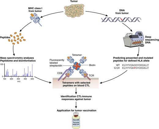 Two arms to embrace the oncopeptidome. The oncopeptidome can be determined by definition of mutations in the genome followed by peptide prediction and validation (right arm). A complementary arm (left) defines the oncopeptidome directly by analyzing MHC class I–associated peptides by mass spectrometry and then validation. These are mainly nonmutated peptides. Integration of the 2 arms will further expand the oncopeptidome associated with clinical responses and ultimately be applied in personalized tumor vaccination programs. Professional illustration by Patrick Lane, ScEYEnce Studios.