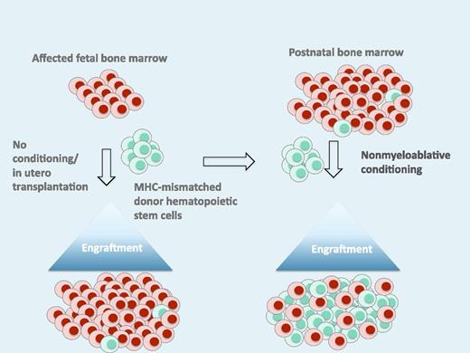 This schematic illustrates the induction of tolerance after in utero transplantation, which is followed by a second “booster” transplant after birth with the same donor to establish donor-host mixed chimerism. The level of chimerism after the “booster” is sufficient for a clinical effect. MHC, major histocompatibility complex.