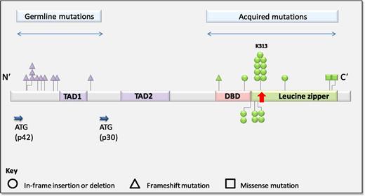 Distribution of germline and acquired CEBPA mutations in familial AML. See Figure 2A in the article by Tawana et al that begins on page 1214.