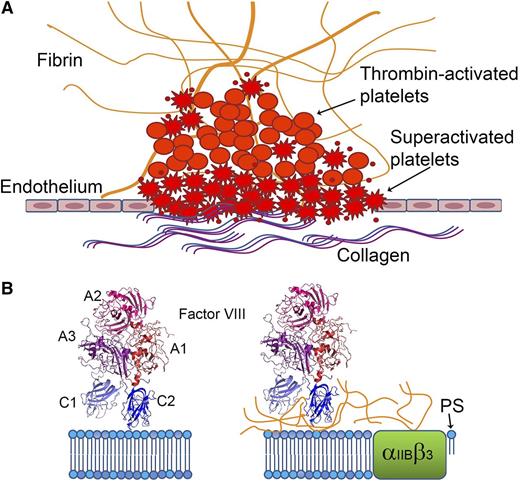 fVIII shows distinct binding characteristics when bound to platelets activated by thrombin plus agonists (“superactivated platelets”), such as collagen or A23187 vs by thrombin alone. (A) Platelets activated in the presence of collagen or other agonists undergo shape changes, expose more PS, and bind more coagulation factors. (B) PS comprises most of the fVIII-binding surfaces on superactivated platelets (left), whereas binding to less-activated platelets generated by thrombin alone is mediated by fibrin (right).