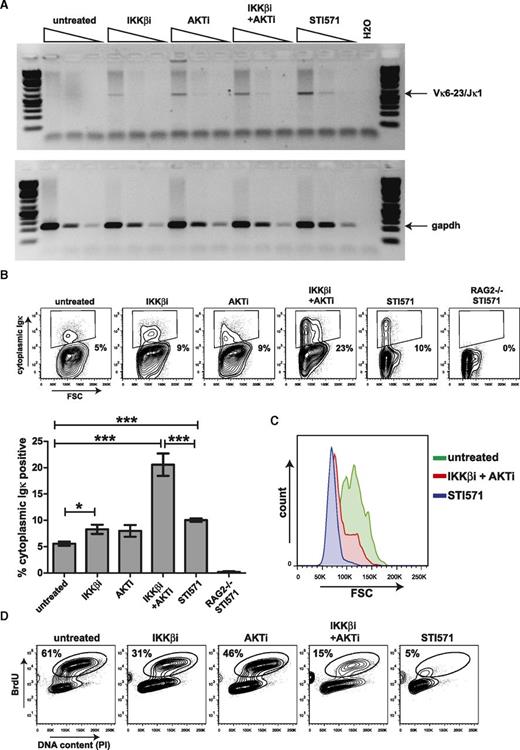 Figure 3. Inhibition of AKT and NF-κB signaling results in recombination of the endogenous Iglκ locus in mouse Abl pre-B cells. (A) Semiquantitative PCR analysis of Vκ6-23 to Jκ1 coding joins in mouse Abl pre-B cells treated with 2.5 μM IKKβi, 2.5 μM AKTi, or 10 μM STI571 for 72 hours. Semiquantitative PCR analysis for Gapdh was performed as a loading control. (B) Representative fluorescence-activated cell sorter (FACS) plots showing cytoplasmic Igκ expression vs forward scatter (FSC) in mouse Abl pre-B cells stimulated as in (A). Numbers below outlined gates indicate percentage of cells. Graph depicts percentages of cytoplasmic Igκ-positive cells in mouse Abl pre-B cell cultures stimulated for 72 hours. A representative example of 2 independent experiments is shown, 4 replicate measurements were performed per experiment, and error bars represent means ± SD. Statistical significances between groups were determined by 1-way analysis of variance (ANOVA) using a Bonferroni’s posttest. (C) Representative FACS plot showing overlay FSC histograms of cytoplasmic Igκ-positive mouse Abl pre-B cells treated as indicated. (D) Representative FACS plots showing BrdU incorporation vs DNA content as measured by propidium iodide (PI) staining in mouse Abl pre-B cells treated for 48 hours as indicated above FACS plots. Numbers above outlined gates indicate percentage of cells. *P < .05; ***P < .001.