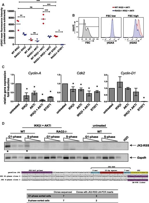 Figure 4. Inhibition of AKT and NF-κB signaling induces RAG-dependent DNA damage in mouse Abl pre-B cells. (A) Mean fluorescence intensity (MFI) of intracellular γH2AX staining in mouse Abl pre-B cells treated as indicated on x-axis. Red symbols represent γH2AX MFI in WT cells, and blue symbols represent γH2AX MFI in RAG2−/− cells. MFIs of untreated controls were subtracted to correct for background staining. Three independent experiments were performed, and horizontal lines represent means. Statistical significances between groups were determined by ANOVA using a Bonferroni’s posttest. (B) Overlay FACS histograms of intracellular γH2AX staining in IKKβi- and AKTi-treated cells. Small B cells (FSC low; left gate) vs large B cells (FSC high; right gate) are shown. (C) Real-time RT-PCR of Cyclin-A, Cdk2, and Cyclin-D1 mRNA expression in WT mouse Abl pre-B cells. Cells were treated with 2.5 μM IKKβi, 2.5 μM AKTi, or 10 μM STI571 for 48 hours. Real-time RT-PCR results are presented relative to the expression of the 18S rRNA housekeeping gene. Three independent experiments were performed, PCRs were performed at least in duplicate, and error bars represent means ± SD of 3 independent experiments. (D) Jκ2-RSS DNA breaks are detected by LM-PCR in cell-cycle sorted (G1 and S phase) WT mouse Abl pre-B cells that were treated with 2.5 μM IKKβi and 2.5 μM AKTi. Threefold dilutions of linker-ligated DNA were amplified with a Jκ2-specific forward primer and an LM-PCR linker-specific reverse primer. PCR products indicated with an asterisk were excised from the gel, cloned, and sequenced. The middle section of panel D shows the alignments of sequences obtained from G1 and S phase cells to the germline Jκ2 sequence. Jκ2-ko5 primer site, Jκ2-RSS, and the Jκ2 coding region are indicated by colored boxes. Sequencing results are listed at the bottom of panel D. *P < .05; **P < .01; ***P < .001. ns, not significant.