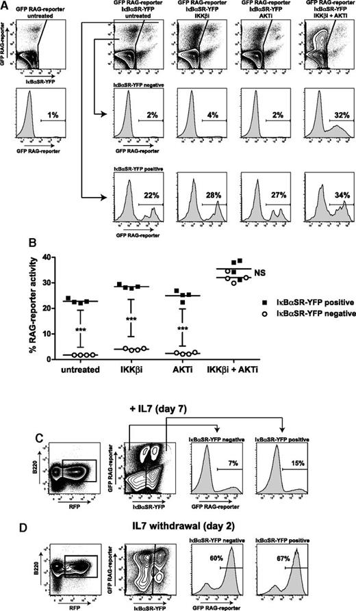 Figure 5. NF-κB superrepressor augments RAG activity in mouse Abl pre-B cells and in IL7-dependent untransformed mouse pre-B cell cultures. (A) FACS plots of WT mouse Abl pre-B cells transduced with IκBαSR-YFP and RAG-reporter (GFP) IRES-RFP. Scatter plots show YFP (x-axis) vs GFP (y-axis) within RFP-positive gate. Histograms show RAG-reporter (GFP) in IκBαSR-YFP–negative cells (middle row) and in IκBαSR-YFP–positive cells (bottom row). Cells were treated for 96 hours as indicated above FACS plots. Numbers above outlined gates indicate percentage of cells. (B) Graph depicting percentage of RAG-reporter activity (GFP) in IκBαSR-YFP–positive cells and IκBαSR-YFP–negative cells. Horizontal lines represent means, and 4 independent experiments were performed. Statistical significances were determined by two-way ANOVA. (C) FACS scatter plots of untransformed mouse pre-B cells cultured for 7 days with IL7. Pre-B cells (B220+, IgM–CD43+) were retrovirally transduced with IκBαSR-YFP and RAG-reporter (GFP) IRES-RFP constructs. Gating strategy is shown (B220+RFP+). FACS histograms show RAG-reporter activity (GFP) in IκBαSR-YFP–negative and IκBαSR-YFP–positive cells. A representative example of 3 independent experiments is shown. (D) RAG-reporter activity (GFP) 2 days after IL7 withdrawal. Numbers above outlined gates indicate percentage of cells. A representative example of 2 independent experiments is shown. ***P < .001.