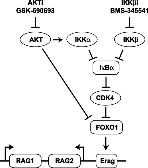 Figure 7. Model indicating the potential mechanism by which IKKβi and AKTi stimulate RAG expression in pre-B cells. Arrows represent positive and/or stimulatory effects. Horizontal bars represent inhibitory and/or repressive effects. Erag, conserved transcriptional enhancer in the RAG locus.