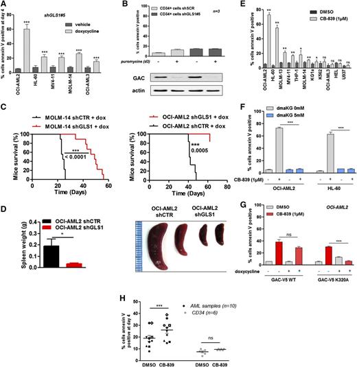 Figure 4. GLS1 controls AML survival by modulating the TCA cycle. (A) ShGLS1#5 was induced with doxycycline for 4 days in OCI-AML2, HL-60, MV4-11, MOLM-14, and OCI-AML3 leukemic cells, and apoptosis was evaluated based on Annexin-V binding. (B) CD34+ HPCs from 3 healthy donors were transfected with a lentiviral vector that expressed a noninducible GLS1 shRNA (#5), and transfected cells were selected with puromycin for 2 days; 3 days later, apoptosis was evaluated based on Annexin-V staining, and protein extracts were immunobloted with anti-GAC and anti-ACTIN antibodies. (C) MOLM-14 shGLS1 cells, MOLM-14 shCTR cells (9 mice each), and OCI-AML2 shGLS1 cells or OCI-AML2 shCTR cells (9 mice each) were intravenously injected into NSG mice (2 × 106 cells per mouse). Mice were treated with doxycycline by oral gavage. The Kaplan-Meier survival curves of mice treated with doxycycline are shown for both cell lines. (D) The spleens of the mice injected with the OCI-AML2 shGLS1 and OCI-AML2 shCTR cell lines were measured. (E) A total of 11 cell lines were cultured for 4 days with or without CB-839 (1 µM), and apoptosis was evaluated based on Annexin-V staining. (F) OCI-AML2 and HL-60 cells were cultured for 4 days with or without CB-839 (1 µM), and dmαKG (5 mM) and apoptosis was evaluated based on Annexin-V staining. (G) OCI-AML2 cells that were stably infected with GACWT or GACK320A were cultured for 2 days with or without doxycycline or CB-839 (1 µM). Apoptosis was evaluated based on Annexin-V staining. (H) AML samples from 10 patients and CD34+ HPCs from 6 healthy donors were cultured for 4 days with or without CB-839 (1 µM). Apoptosis was evaluated based on Annexin-V staining. *P < .05, **P < .01, ***P < .001.