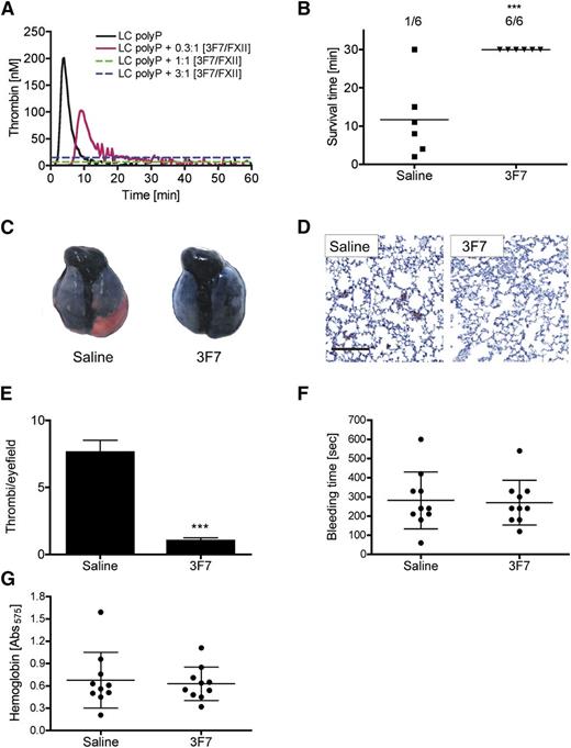 Figure 4. FXIIa inhibition protects mice from prostasome-induced PE. (A) Real-time thrombin formation in murine platelet-free plasma stimulated with PC size synthetic polyP (LC polyP, 100 µg/mL) in the absence or presence of increasing concentrations of anti-FXIIa antibody 3F7 (n = 3). Molar antibody concentrations are relative to plasma FXII (375 nM). (B) Mortality associated with intravenous injection of PC3 cell prostasomes (0.8 µg/g bw) in WT mice pretreated with saline or 3F7 (4.5 µg/g bw) was assessed in each group (n = 6); animals still alive at 30 minutes after challenge were considered survivors. ***P < .001 vs saline, unpaired Student t test. (C) Mice challenged with prostasomes were intravenously infused with Evans blue shortly after respiratory arrest while lungs were still perfused. Excised lungs show perfusion defects in red. (D) Sections from lungs of saline- and 3F7-treated WT mice were analyzed for fibrin by immunohistochemistry with 59D8 antibody and counterstained with Mayer’s hematoxylin; bar, 100 µm. (E) Thrombi per visual field were counted at ×10 magnification from sections such as those in D. ***P < .001 vs saline, unpaired Student t test. Columns are mean ± SEM for 35 fields. (F-G) 3F7 treatment does not impair hemostatic capacity. (F) Tail bleeding times and (G) total hemoglobin loss assessed by hemoglobin absorbance at λ = 575 nm was determined in saline- and 3F7-infused mice. Mean ± standard deviation, n = 10.
