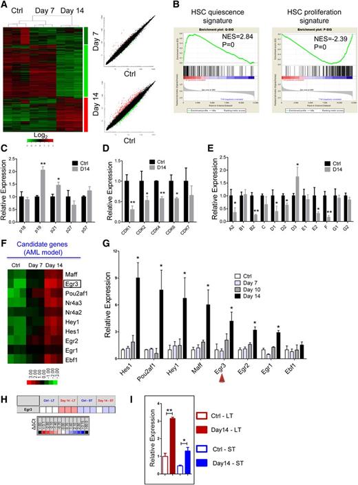 Figure 5. Differential gene expression of HSCs from the leukemic and control mice. (A) Heatmap (left panel) and scatter-plot representation (right panel) of differential gene expression in normal LKS+ cells at different stages of leukemia. The color scale indicates normalized expression values. (B) Gene set enrichment analysis comparison of LKS+ cells from day 14 leukemia and control mice: the upregulation or downregulation of HSC quiescence-associated gene expression (left panel) and proliferation-associated gene expression (right panel). The normalized enrichment scores (NES) and P values are indicated in each plot. (C-E) The histograms show cell cycle-related gene expression levels in BM LKS+ cells at leukemia day 14 compared with the control. CKIs (C), CDKs (D), and cyclins (E). Data are represented as the mean ± SEM (n = 9; 3 independent experiments). (F) Heatmap representation of candidate gene expression in normal LKS+ cells at different stages of AML. The color scale indicates normalized expression values. (G) The qRT-PCR analysis shows the expression levels of candidate genes in normal LKS+ cells at different stages of AML. Data are represented as the mean ± SEM (n = 9; 3 independent experiments). The red arrowheads indicate the 2 genes that we studied further. (H) The quantitative polymerase chain reaction array analysis of Egr3 expression in LT-HSCs (LKS+CD34−) and ST-HSCs (LKS+CD34+) from day 14 leukemia and control mice. Representative heat map of δ-δ Ct (ΔΔCt) values of positive signals. The red and blue colors indicate high and low gene expression, respectively, relative to the reference. Black indicates no detectable signal. (I) Egr3 expression in LT-HSCs and ST-HSCs from day 14 leukemia and control mice (refer to Figure 5H). Data are represented as the mean ± SEM. Ctrl, control. *P < .05; **P < .01.