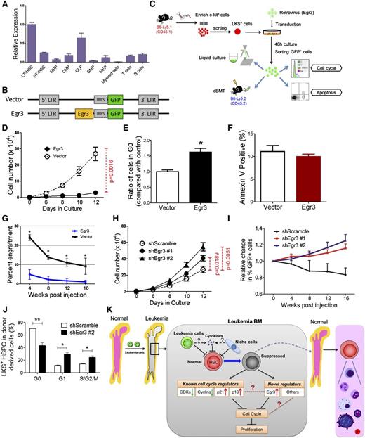 Figure 7. Functional impact of Egr3 expression in HSPCs. (A) The gene expression pattern of Egr3 in hematopoietic cells at different stages. Data are represented as the mean ± SD (n = 3). (B) Diagram of the vectors used to express Egr3 in LKS+ cells. Egr3 cDNA was cloned into murine stem cell virus for subsequent transduction into cells. (C) Schematic of the overexpression experiments in LKS+ cells using the indicated retroviruses shown in Figure 7B. (D) LKS+ cells were treated as indicated in Figure 7C. GFP+ cell proliferation is shown. (E) Quantification of cells remaining in G0, as indicated in Figure 7C. Data are represented as the mean ± SEM (n = 6-8; 2 independent experiments). (F) Apoptotic analysis of LKS+ cells 48 hours after transduction with control or Egr3 retrovirus. Data are represented as the mean ± SEM (n = 6-8; 2 independent experiments). (G) The percentage of GFP+ donor cells in the PB of recipient mice at the indicated time points. Data are represented as the mean ± SD (n = 7-9). (H) In vitro liquid culture of Egr3-knockdown cells. Data are represented as the mean ± SEM (n = 8; 2 independent experiments). (I) The histogram shows changes in PB chimerism of GFP+ cells in recipients at the indicated time points after transplantation. In this assay, we did not sort the GFP+ cells after 48 hours of transduction. We directly injected the GFP+ and GFP− cells into the recipients. The percentage of cells expressing GFP on the day of injection was normalized to 1. Data are represented as the mean ± SD (n = 6-8). (J) The cell cycle status of LKS+ cells in leukemic BM after Egr3 knockdown. Data are represented as the mean ± SEM (n = 8; 2 independent experiments). (K) Schematic of the response of HSCs to leukemia stress. The molecular mechanisms by which leukemia affects normal HSCs, as suggested by our studies, are indicated. IRES, internal ribosome entry site; LTR, long terminal repeats. *P < .05; **P < .01.
