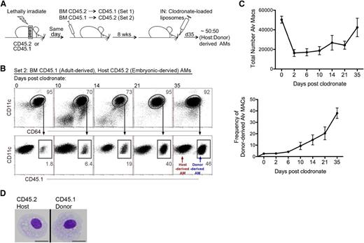 Figure 1. Model for the coexistence of host- and donor-derived AMs. (A) Strategy: First, lungs of mice were protected with lead prior to irradiation. Postirradiation, congenic BM cells were transferred intravenously. Set 1: irradiated CD45.1 mice received CD45.2 BM. Set 2: irradiated CD45.2 mice received CD45.1 BM. Eight weeks later, mice were treated with CLL via intranasal (IN) delivery to deplete AMs. By day 35, post-CLL treatment, mice contained ∼50% host- or donor-derived AMs. (B) Time course analysis of the reconstitution of host- and donor-derived AMs post-CLL treatment. Frequency of contribution of CD45.1+ donor-derived CD11c+CD64+ AMs was analyzed (illustrated by set 2). Data represents 3 independent experiments. (C) Time course analysis of the total numbers of AM post-CLL treatment. Data represents 3 independent experiments. (D) Morphologic analysis of BM reconstituted mice at day 35 post-CLL. Cytospin of sorted host- and donor-derived AM. MACs, macrophages.