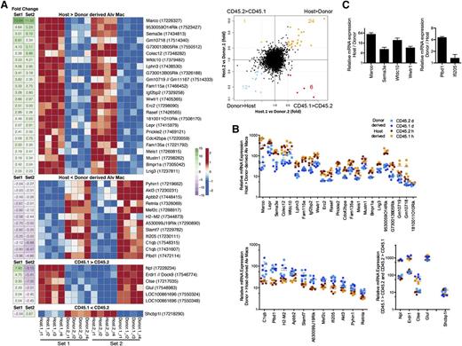 Figure 3. Differences in gene expression between host- and donor-derived AMs. (A) Heatmap illustrating expression level profiles for gene with a significant (limma, false discovery rate = 0.05) difference for host vs donor-derived AM or CD45.1 vs CD45.2-derived AM) and at least a twofold change difference between host- and donor-derived AMs in both set 1 (host.1 vs donor.2) and set 2 (host.2 vs donor.1) (left). Probe identifiers are shown in parentheses after gene symbols annotating each row. Row-scaled expression levels shown using red-blue scale, fold-change shown using green-purple scale. Right, four-way scatter plot comparing fold change in set 1 and fold change in set 2. Genes highlighted in orange, blue, red, or green represent the 4 possible extreme groups host > donor, host < donor, CD45.1 > CD45.2, and CD45.1 < CD45.2, respectively, whose data were shown in the heatmap (left). Gray dashed lines depict a twofold change difference. (B) Scatter plot of relative expression of messenger RNA (mRNA) for genes represented on heat map. (C) Confirmation of Marco, Sema3e, Wfdc10, Wwtr1, Pldb1, and Ifi205 microarray gene expression by quantitative PCR. Data are representative of 3 independent experiments.