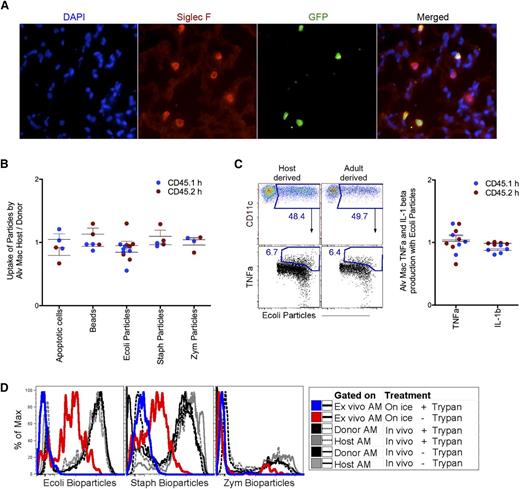 Figure 4. Functional analysis of host- and donor-derived AMs. (A) Microscopy staining around the alveolus for Siglec F+ host-derived (GFP−) and donor-derived (GFP+) AMs was performed on lead shielded BM reconstituted mice 8-weeks post-CLL delivery. (B) Ratio analysis of host- over donor-derived AMs uptake for apoptotic cell, carboxylated beads, and bioparticles, 2 hours postintranasal delivery. (C) Flow cytometry gating strategy for 4B-4C (left) and ratio analysis of host- over donor-derived AMs for TNF-α and IL-1β production from AM with ingested Escherichia coli (right). Each dot represents one mouse. Blue dots represents analysis from set 1 and red dots represent analysis from set 2 (set 1 and set 2 as described in Figure 1A). (D) Two hours post-IN delivery of bioparticles, AMs were lavaged and quenched to exclude surface bound bioparticles. Black and gray lines are donor- and host-derived AM, dashed is quenched; solid line is unquenched. Control quenching was assessed with ex vivo AM given bioparticles on ice. Blue line is quenched; red line is unquenched. DAPI, 4,6 diamidino-2-phenylindole; GFP, green fluorescent protein.