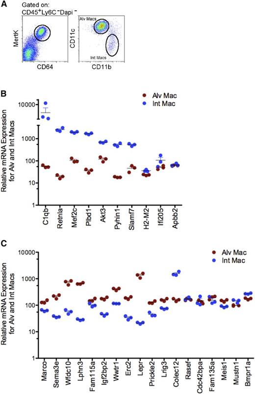 Figure 5. Selective gene analysis of alveolar and interstitial macrophages from naïve mice. (A) Identification CD45+ (Lin−: CD3− B220− NK1.1− Ly6C− Ly6G−) CD64+MertK+, CD11c+CD11b− alveolar and CD11c−CD11b+ interstitial macrophages. (B) Scatter plot of relative expression of messenger RNA (mRNA) for genes selectively expressed in favor of donor-derived AMs from alveolar (red) and interstitial (blue) macrophages isolated from naïve mice. Data shows triplicate sorts. (C) Scatter plot of relative expression of mRNA for genes selectively expressed in favor of host-derived AMs from alveolar (red) and interstitial (blue) macrophages isolated from naïve mice. Data illustrates triplicate sorts. Int Mac, interstitial macrophages.