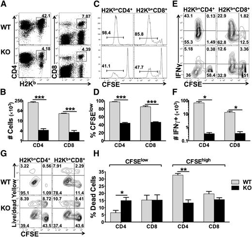 Figure 1. Effects of miR-17-92 on T-cell proliferation, activation, and survival. Purified T cells from WT or miR-17-92 KO mice (miR-17-92fl/fl CD4-Cre+) on B6 background were labeled with CFSE and transferred into lethally irradiated BALB/c mice at 2 × 106/mouse. Four days after cell transfer, recipient spleens were collected and subjected to cell counting and fluorescence-activated cell sorting (FACS) staining. (A-B) Percentage (as showed by representative flow figures) and absolute numbers of donor-derived (H2Kb+) CD4 and CD8 T cells on gated live cells; (C-D) representative flow figures of CFSE dilution and percentage of CFSE-diluted cells on gated donor cells; (E-F) percentage and absolute numbers of IFNγ+ cells on gated donor CD4 and CD8 T cells; (G) cell death along with cell division on gated donor T cells; and (H) percentage of dead cells among fast-dividing (CFSElow) or slow-dividing (CFSEhigh) on gated donor T cells. Data were shown of 1 representative mouse (A,C,E,G) or mean ± standard deviation (SD) of 4 mice per group (B,D,F,H). Two replicate experiments were performed with a total of 8 mice. *P < .05, **P < .01, ***P < .001.