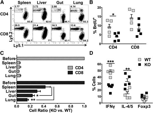 Figure 5. miR-17-92 affects T-cell response intrinsically. Lethally irradiated BALB/c mice were transplanted with 5 × 106/mouse TCD-BM (Thy1.1+) together with 1 × 106 /mouse WT (Ly5.1+ Thy1.2+) and 1 × 106 /mouse miR-17-92 KO T cells (Ly5.2+ Thy1.2+) from B6 mice. Fourteen days after BMT, recipient mice were killed and spleen, liver, lung, and intestine were harvested. Mononuclear cells were isolated from these organs and subjected for flow staining. (A) The percentage of KO (Ly5.2+) and WT (Ly5.1+) CD4 or CD8 T cells on gated on H2Kb+Thy1.2+ donor cells were shown in the representative flow figures. (B) BrdU was injected into recipients (2 mg/mouse) 24 hours before euthanasia of the recipients. Percentage of BrdU+ cells in WT and KO cells T cells were displayed on gated Ly5.1+ or Ly5.2+ cells as shown in (A). (C) Based on the percentage of WT and KO T cells in (A), we calculated the ratio of KO to WT T cells in spleen as well as in GVHD target organs. The first bar indicates 1:1 mixture of WT and KO T cells before BMT. (D) Percentages of IFNγ+, IL-4/5+, and Foxp3+ cells among WT or KO CD4+ T cells are shown. Data shown are from 1 of 2 replicate experiments (N = 10/group). *P < .05, **P < .01, ***P < .001.