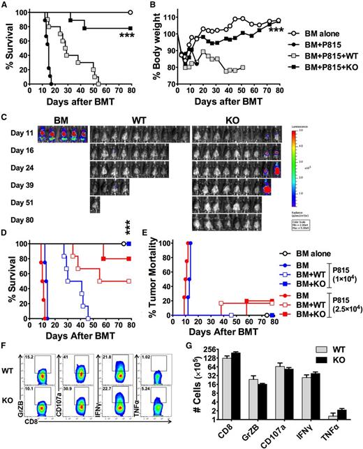 Figure 6. Role of miR-17-92 on donor T cell–mediated GVL and cytolytic activities. BDF1 mice were lethally irradiated and transplanted with 5 × 106/mouse TCD-BM alone or plus purified T cells from WT or KO B6 mice at 4 × 106/mouse. Recipient mice were also infused with 5 × 103 luciferase-transduced p815 cells at the day of BMT. Recipients were monitored for survival (A) and body weight change (B) until 80 days after transplant. (C) Tumor growth was monitored using bioluminescence imaging on the dates indicated. Data were pooled from 2 replicate experiments (N = 5-10/group). Using the same BMT model, we increase the dose of p815 cells to 1 or 2.5×104/mouse, respectively. Recipients were monitored for survival (D) and mortality caused by tumor relapse (E) until 80 days after transplant (N = 6/group). In a separate experiment, recipient spleens were collected 14 days post-BMT and stained for the expression of granzyme B (GrZB), CD107a, IFNγ, and TNFα on gated CD8+ donor T cells. Representative flow figures were shown on gated donor CD8 T cells (F), and the bar graph indicates absolute numbers of total CD8 T cells or CD8 T cells that express each of these molecules (G). ***P < .001.