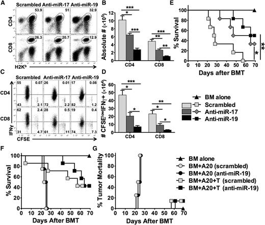 Figure 7. Effects of anti-miR-17 or anti-miR-19 LNA antagomirs on donor T-cell alloresponse and GVHD. BALB/c mice were lethally irradiated and transplanted with 2 × 106 purified and CFSE-labeled T cells from WT B6 mice. Recipient mice were injected IV with scrambled, anti-miR-17, or anti-miR-19 at 25 mg/kg on day 0 and 5 mg/kg on day 2. Recipients were killed on day 4 after cell transfer, and splenocytes were counted and stained for surface expression of H2Kb (donor marker), CD4, CD8 on gated live cells (A), and intracellular IFNγ along with CFSE profile gated on H2Kb+ CD4+ or CD8+ cells (C). Absolute numbers of CD4+ or CD8+ donor T cells (B), and CFSE-diluted IFN-γ+ cells (D) were shown. Four mice were used in each group. In a separate experiment, BALB/c mice were lethally irradiated and transplanted with 5 × 106 TCD-BM alone or with T cells from B6 mice at 1 × 106/mouse. Recipient mice were treated with individual antagomirs as indicated twice per week from 25 mg/kg on day 0 and then 5 mg/kg until day 21 after BMT. Recipient survival (E) was shown on 6 mice per group. Using the same BMT model, recipient mice were also infused with 5000 luciferase-transduced A20 cells at the day of BMT, and treated with individual antagomirs as indicated. Recipient survival (F) and mortality caused by tumor relapse (G) were shown on 4 to 7 mice per group. *P < .05, **P < .01, ***P < .001.