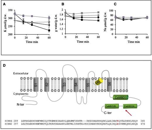 Figure 4. Red cell cation content and volume as a function of incubation time with vanadate. (A) K+ content, (B) cell water, and (C) Na+ content in red cells incubated with 5 mM vanadate (black circles for control red cells; black squares for patient red cells) or 5 mM vanadate with 10 µM TRAM34 (gray circles for control red cells and gray squares for patient red cells). Data are in µmoles per gram of dry weight and are mean ± standard deviation. n = 3. (D) (Upper) On the scheme of the Gardos channel subunit (adapted from Morales et al24 and UniProt accession O15554), the arrow shows the position of the mutated residue and the 3 boxes in green represent the domain interacting with Calmodulin: the Calmodulin is constitutively bound to the 312 to 329 segment of the channel C-terminal region (CaMBD1); the Ca2+-dependent binding of the Calmodulin to the channel involves the segment 344 to 353 (CaMBD2A) and a stretch of 13 amino acids from 360 to 373 (CaMBD2B). (Lower) Protein sequence alignment between KCNN4 and KCNN2 in the region of the CaMBD2A.