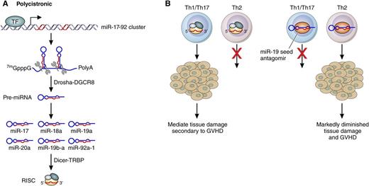 Mechanism of action of miR-17-92 cluster in acute GVHD. (A) Generation of the miR-17-92 pre-miR (denoted by 7mGppG polyadenylation tail species) by the enzymes Drosha-DGCR8 and the incorporation of the mature miR into the RNA-induced silencing complex (RISC) mediated by Dicer-TRBP. (B) The ability of the miR-17-92 complex to enhance the generation of Th1/Th17 cells and their ability to mediate tissue damage is shown. The miR-19 seed antagomir prevents GVHD by blocking the generation of Th1/Th17 cells and enhancing the expansion of Th2 cells. TF, transcription factor. Professional illustration by Patrick Lane, ScEYEnce Studios.