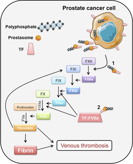 Prostate cancer cells synthesize and secrete prostasomes into body fluids. Prostasomes are prothrombotic by virtue of their expression of: (1) long-chain polyP, which can promote FXII auto-activation and initiation of thrombin via the intrinsic pathway; and (2) TF, which, in complex with factor VII(a), initiates coagulation through the extrinsic pathway. Professional illustration by Erica Sparkenbaugh.