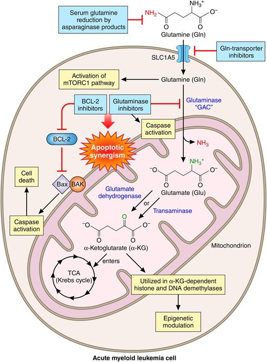 Glutaminolysis and the consequences of its inhibition in AML. Professional illustration by Patrick Lane, ScEYEnce Studios.
