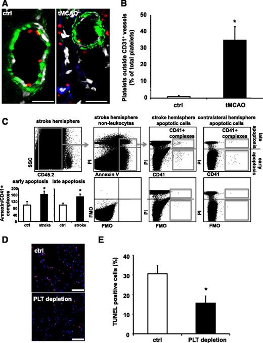 Figure 1. PLT depletion reduces apoptosis in a murine stroke model in vivo. (A-E) Stroke was induced in C57BL/6 mice by tMCAO for 60 minutes. (A-B) Ischemic brain tissues were co-stained for PLT GPIbα (red), neuronal cells (NeuN, blue), and endothelial cells (CD31, green). Nuclei were stained using DAPI (displayed in white using Leica Confocal software version 2.61). Scale bar, 20 µm. (A) Shows representative images. (B) For quantification, PLTs outside of vessels were counted in a blinded fashion using fluorescence microscopy in healthy and ischemic brain tissue. Data are mean ± SEM and show the percentage of total PLTs per section (n = 6, 3 non-consecutive sections per animal were analyzed). (C) Identification of early (Annexin V+, PI−) and late (Annexin V+, PI+) apoptosis in CD45.2− nonleukocytes that complex with CD41+ PLTs in stroke tissue and the contralateral control hemisphere (upper panel). Percentage of CD41+ PLT complexes with apoptotic nonleukocytes in the stroke hemisphere relative to the corresponding contralateral hemisphere was calculated (n = 4). Results are presented as mean ± SEM, *P < .05 (left, lower panel). FMO staining controls document staining specificity and gating strategy (right, lower panel). (D-E) Prior to stroke induction, animals were treated with either control serum (ctrl) or PLT-depleting serum (PLT depletion) resulting in more than 90% of PLT depletion (supplemental Figure 1). (D) Shows representative images of stained tissue sections from a control serum or PLT-depleting serum-treated mouse after induction of stroke. Nuclei were stained with DAPI (blue) and TUNEL-positive cells are depicted in red. Scale bar, 100 µM. (E) Quantification of apoptotic cells upon injection of control serum or PLT-depleting serum. For quantification, apoptotic cells were counted in a blinded fashion using fluorescence microscopy. Data are mean ± SEM and show the percentage of TUNEL-positive cells of total cell number per section (n = 6). *P < .05 vs control treated animals. FMO, fluorescence minus one.