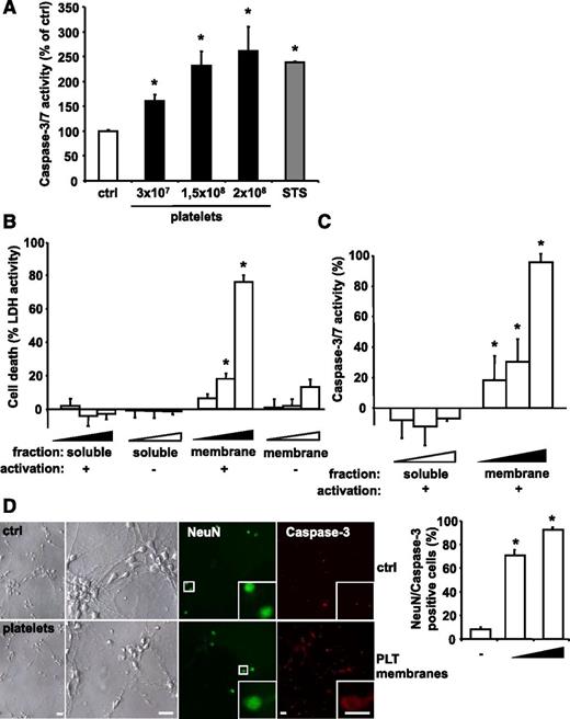 Figure 3. PLTs induce apoptosis in a dose-dependent manner in in vitro grown neuroblastoma cells. (A) Isolated human PLTs were stimulated with ADP, fixed with PFA to exclude PLT-derived signal, and incubated with SH-SY5Y neuroblastoma target cells. As positive control, cells were treated with 1 µM STS. After 6 hours, caspase activity was measured and calculated as mean ± SEM (n = 6). *P < .05 vs control. Results are expressed as percentage of buffer-treated control. (B) LDH activity was measured in the supernatant of cultured SH-SY5Y cells after application of various dilutions (4 × 10−4; 4.5 × 10−4; 5 × 10−4) of isolated membrane protein and soluble fractions of buffer- (−) or ADP-stimulated (+) human PLTs for 6 hours. Data were normalized to the total LDH level from the same amount of untreated and lysed cells. Data represent mean ± SEM (n = 9) and are shown as percentage of total cellular LDH levels of untreated cells. *P < .05 vs corresponding soluble fraction or membrane fractions of resting PLTs. (C) Caspase 3/7 activity kinetics were measured in SH-SY5Y cells incubated with various dilutions (4 × 10−4; 4.5 × 10−4; 5 × 10−4) of the isolated membrane protein and soluble fractions of ADP-stimulated human PLTs for 6 hours. Data were normalized to the corresponding samples from buffer-stimulated PLTs (control). Data represent mean ± SEM (n = 12) and are shown as percentage of control. *P < .05 vs corresponding soluble fraction. (D) Primary murine neuronal cells were incubated with buffer (ctrl) or with membrane proteins of ADP-activated murine PLTs (0.5 × 108 or 2.5 × 108 PLTs). To analyze cell death, cultures were co-stained for NeuN and active caspase 3. For quantification, staining was analyzed in a blinded fashion by fluorescence microscopy. Data are mean ± SEM (n = 5) and are shown as percentage of total cell number per section. *P < .05 vs control. Scale bar, 20 µm.
