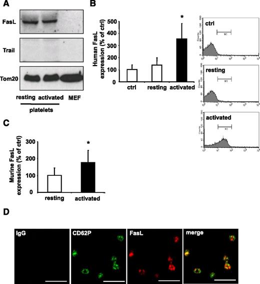 Figure 4. PLTs express FasL. (A) Expression levels of death ligands FasL and TRAIL in resting or ADP-activated murine PLTs and MEFs analyzed by western blot. Loading equivalency was assessed by Tom20 staining. (B) Human whole blood was stimulated with ADP (activated) or buffer (resting), fixed with PFA, and analyzed by flow cytometry. PLTs were gated by forward and side light scatter characteristics and analyzed for FasL expression using a PE-coupled FasL Ab. Data are mean ± SEM and are shown as percentage of control and IgG control represents the 100% control (n = 5). *P < .05 vs control. (C) Murine PLTs were stimulated with ADP and analyzed for surface expression of FasL by flow cytometry. Data are mean ± SEM and are shown as percentage of control. Resting PLTs represent the 100% control (n = 7). *P < .05 vs control. (D) PLTs were co-stained for the α-granular marker CD62P (green) and FasL (red). Staining was analyzed by confocal fluorescence microscopy. Scale bar, 5 µM.