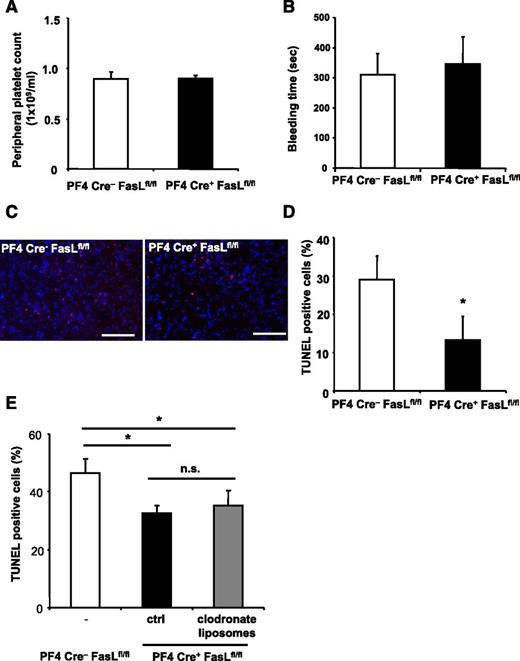 Figure 6. PLT-derived FasL contributes to tissue apoptosis in vivo. (A-E) PF4-Cre+ FasLfl/fl mice were generated and stroke was induced by tMCAO. PF4-Cre− FasLfl/fl mice served as control. (A-B) We observed no difference in peripheral PLT counts and bleeding time between Cre− littermates and PF4-Cre+ FasLfl/fl mice. (C-D) Apoptosis was quantified in brain sections using TUNEL staining. Neuronal apoptosis is presented as the percentage of TUNEL positive cells (red) of total cell number per section. Nuclei were stained using DAPI (blue). Data are mean ± SEM (n = 6, 5 non-consecutive sections per animal were analyzed). *P < .05 vs control animals. (C) Depicts representative images of the analyzed sections. (E) PF4-Cre+ FasLfl/fl mice were injected with control liposomes or clodronate liposomes to deplete macrophages before stroke induction, and apoptosis was assessed within the brain tissue by TUNEL staining. Furthermore, PF4-Cre− FasLfl/fl mice were used as control. Data are mean ± SEM (n = 6, 3 non-consecutive sections per animal were analyzed). *P < .05 for PF4-Cre+ animals treated with clodronate liposomes or control liposomes in comparison with PF4-Cre− control animals. n.s., no significance.