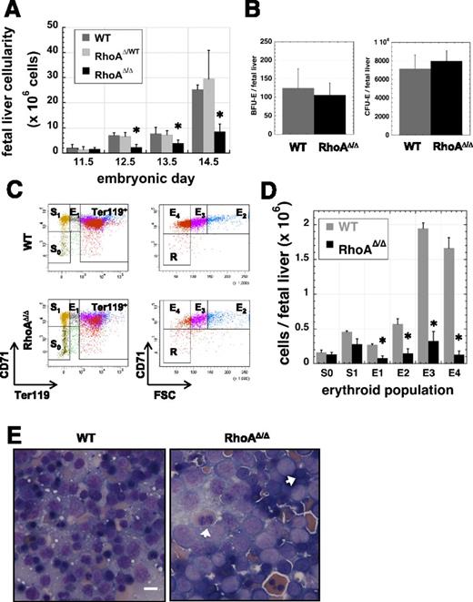Figure 3. Fetal liver cellularity is severely reduced and erythroblast maturation delayed in RhoAΔ/Δ embryos. (A) Beginning at E12.5, RhoAΔ/Δ fetal livers have reduced cellularity compared with the WTs. Cellularity is unaffected in the heterozygous (RhoAWT/Δ) fetal livers. Data are represented as mean ± SEM of the cell count of at least 5 fetal livers for each embryonic date. *P < .05 of RhoAΔ/Δ vs WT. (B) The number of cells per fetal liver with BFU-E (left panel) and CFU-E (right panel) activity is unaffected in E12.5 RhoAΔ/Δ embryos compared with the WT. Data are represented as mean ± SEM of 3 fetal liver samples per each genotype, each sample evaluated by colony assay in triplicate plates. (C-D) Flow cytometry analysis of fetal liver cells from E12.5 embryos shows that RhoAΔ/Δ erythroblasts diminish in number as they move through the stages of erythroid maturation. Flow cytometry dot plots are representative of 3 different biological repeats (C). Bar graph of mean ± SEM of the cell count per each erythroid population as defined by CD71-Ter119 analysis of 3 fetal livers per each genotype (D). *P < .05 of RhoAΔ/Δ vs WT. (E) Touch preps prepared from E13.0 fetal livers show an abundance of larger, more immature cells in RhoAΔ/Δ fetal livers compared with the WT. Binucleated erythroblasts (arrows) are evident in RhoAΔ/Δ fetal livers, though they are less prominent than among the primitive erythroid cells in circulation. The scale bar represents 10 µm.
