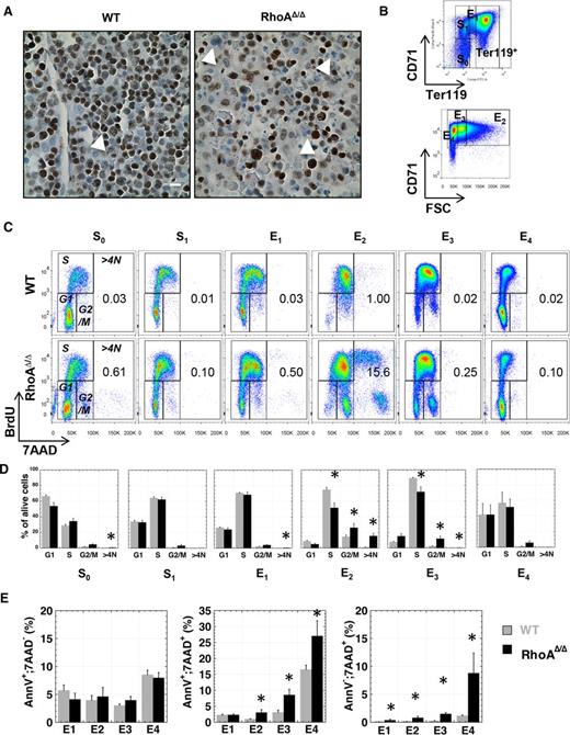 Figure 4. RhoAΔ/Δ fetal liver cells exhibit increased cell-cycle arrest and cell death. (A) Fetal liver sections stained for the cell-proliferation marker Ki67 show that the RhoAΔ/Δ binucleated cells in the fetal liver (arrows) are not actively proliferating, implying an abnormal arrest in the binucleated state and failure to complete cytokinesis. The scale bar represents 10 µm. (B) Graphic representation of the gating used to separate fetal liver cell populations in Figure 4C-E, defining the erythroid progenitors S0 (CD71–;Ter119– cells) and S1 (CD71+;Ter119– cells) based on CD71 level, and the erythroid precursors E1-E4 based on CD71 and Ter119 levels and size (forward scatter), as detailed in supplemental Figure 2. (C-D) Cell-cycle analysis of WT and RhoAΔ/Δ fetal liver cells from E14.5 embryos using in vivo BrdU assay shows a significant increase of the polyploid cells (>4N) and the G2/M population in the RhoAΔ/Δ late erythroblasts (E2 and E3 populations) along with a decrease in the S phase. Flow cytometry dot plots are representative of 5 different biological repeats (C). Bar graphs of mean ± SEM of the percentage of each cell-cycle stage per erythroid population of 5 fetal livers for each genotype (D). *P < .05 of RhoAΔ/Δ vs WT. (E) No significant difference was found in early apoptosis of the RhoAΔ/Δ erythroblasts (left panel); however, late apoptosis was increased in E2, E3, and E4 RhoAΔ/Δ fetal liver cells, as evidenced by an increased number of cells in those populations positive for both annexin V and 7-AAD (middle panel). Clearly necrotic cells (negative for annexin V but positive for 7AAD) were also found to be increased in RhoAΔ/Δ fetal liver erythroblasts (right panel). Data are shown as mean ± SEM from 6 WT and 4 RhoAΔ/Δ fetal livers. *P < .05 of RhoAΔ/Δ vs WT.