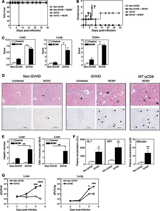 Figure 1. MCMV infection is lethal in acute GVHD. BALB/c (non-GVHD) and DBA/2 (GVHD) were transplanted with BALB/c BM (5 × 106) and CD3+ T (2.5 × 106) cells. Mice were infected with 5 × 103 plaque-forming units (pfu) MCMV 4 weeks after transplantation. The impact of MCMV infection on (A) survival and (B) clinical scores was assessed. † indicates mice were sacrificed. (C-D) Organs were collected on day 6 PI to (C) grade GVHD pathology, as described.21 (D) H&E (top panels) and immunohistochemical staining for CMV IE1 antigen (bottom panels). These parameters were used to assess CMV-related pathology and CMV viremia. Cytomegalic cells (top panel) or CMV IE1+ cells (brown staining cells in bottom panels) are marked by a filled triangle. Portal tract expansion by an inflammatory cell infiltrate is marked by a filled arrowhead. Areas of hepatic necrosis (filled arrow) and hemorrhagic necrosis (open arrow) are shown. (E) Hepatic necrosis scores (see “Materials and Methods”) and numbers of CMV inclusions are shown. (F) Liver function was assessed at day 6 PI by measuring plasma ALT, AST, and bilirubin levels. (G) Viral loads in the liver and lungs were measured over the course of infection by plaque assay. (A-B) n = 4 to 5 mice per group; (C-E) n = 5 to 8 mice per group; (F) n = 9 to 15 mice per group; (G) n = 5 to 10 mice per group. Data in C-G are representative of, or pooled from, at least 2 independent experiments. *P = .01-.05; **P = .001-.01; ***P = .0001-.001; ****P < .0001.