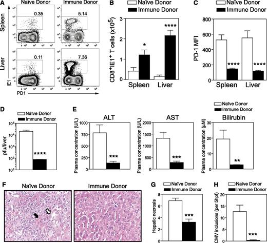 Figure 7. Antigen-experienced T cells from immune donors respond to MCMV infection during GVHD and confer protection from CMV disease. DBA/2 (GVHD) were transplanted with BALB/c BM (5 × 106) and CD3+ T cells (2.5 × 106) from either naive or MCMV immune donors (latently infected mice). Mice were infected with 5 × 103 pfu MCMV 4 weeks posttransplant and assessed for CD8+ T-cell responses (day 6 PI), viral titers, and liver function (day 6 and 7 PI). (A) Representative plots depicting the expression of PD1 and IE1-tetramer binding by splenic and liver CD8+ T cells from GVHD mice that received polyclonal T cells from either naive or MCMV immune donors. (B) Number of MCMV-specific IE1+CD8+ T cells in spleen and liver, (C) mean fluorescence of PD1 expression on MCMV-specific IE1+CD8+ T cells in spleen and liver, (D) viral loads in the liver (< 102 pfu represents limit of detection), and (E) liver function assessed by measuring plasma concentration of ALT, AST, and bilirubin are shown. Liver disease was further assessed by histologic analysis. (F) H&E staining of liver sections. (G) Hepatic necrosis scores (see “Materials and Methods”) and (H) numbers of CMV inclusions are shown. Data are pooled from 2 independent experiments (11-12 mice per group). *P = .01-.05; **P = .001-.01; ***P = .0001-.001; ****P < .0001.